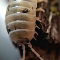 Porcellio laevis dairy cow #2
