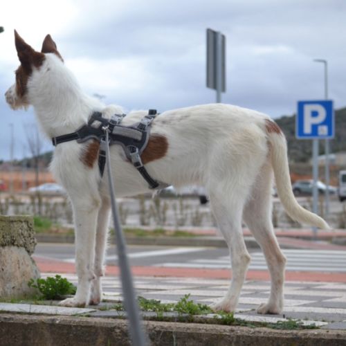 Nadya – jeune podenca à adopter 🐾 #3