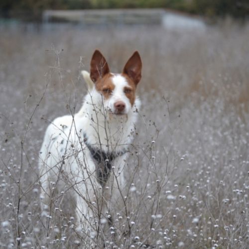 Nadya – jeune podenca à adopter 🐾 #4