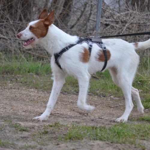 Nadya – jeune podenca à adopter 🐾 #5