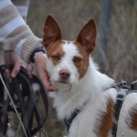 Nadya – jeune podenca à adopter 🐾 #2