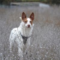 Nadya – jeune podenca à adopter 🐾 #4