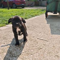 Staffordshire bull terrier / femelle #1
