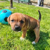 Staffordshire bull terrier / femelle