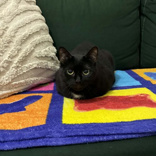 Fenty, douce minette noire proche de l'humain #3