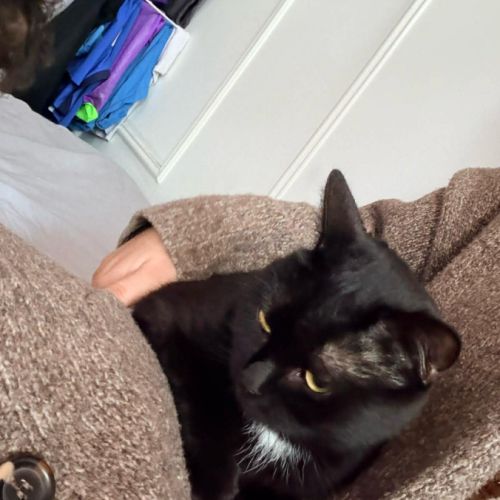 Fenty, douce minette noire proche de l'humain #4