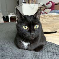 Fenty, douce minette noire proche de l'humain