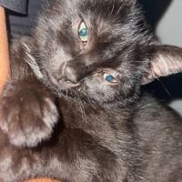 Fenty, douce minette noire proche de l'humain #2