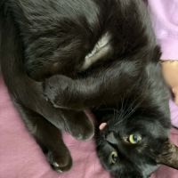 Fenty, douce minette noire proche de l'humain #5