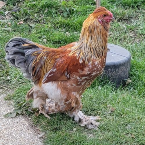 3 coqs 6 mois brama/soie