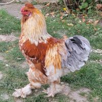 3 coqs 6 mois brama/soie #1