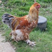 3 coqs 6 mois brama/soie #0