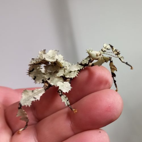 Couples phasmes scorpion #4