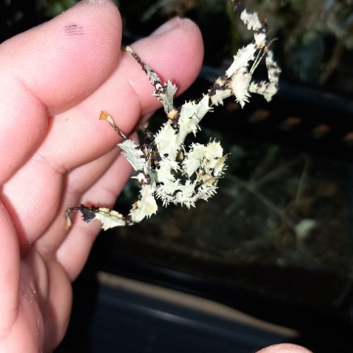 Couples phasmes scorpion #5