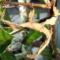 Couples phasmes scorpion