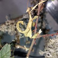 Couples phasmes scorpion #2