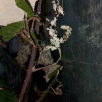 Couples phasmes scorpion #3