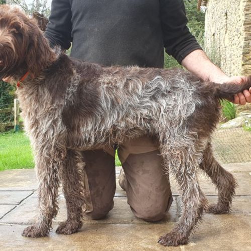 Magnifique griffon korthals 17 mois