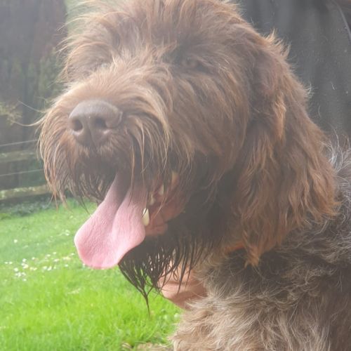 Magnifique griffon korthals 17 mois #3