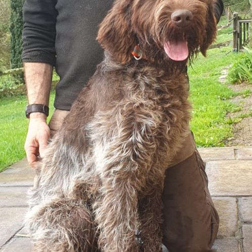 Magnifique griffon korthals 17 mois #4