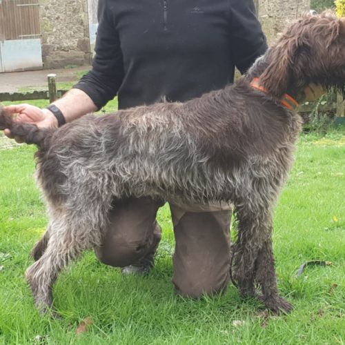 Magnifique griffon korthals 17 mois #5