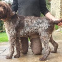 Magnifique griffon korthals 17 mois #0