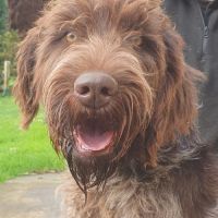 Magnifique griffon korthals 17 mois #2