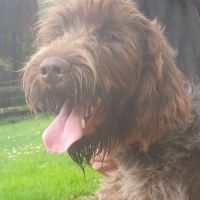 Magnifique griffon korthals 17 mois #3