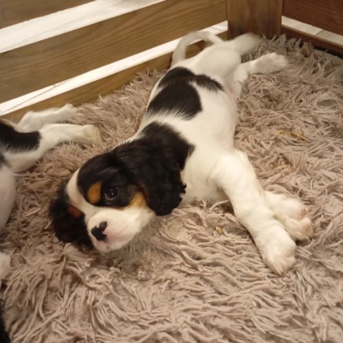 Chiot cavalier king charles lof #2
