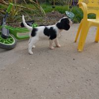 Chiot cavalier king charles lof #1