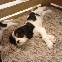 Chiot cavalier king charles lof #2