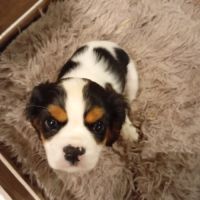 Chiot cavalier king charles lof #0