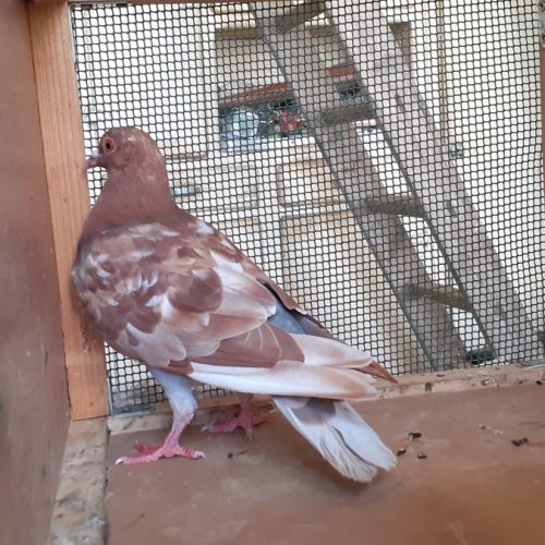 Jeunes pigeons rouges choco