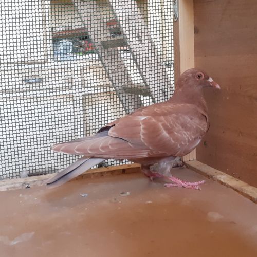 Jeunes pigeons rouges choco #4