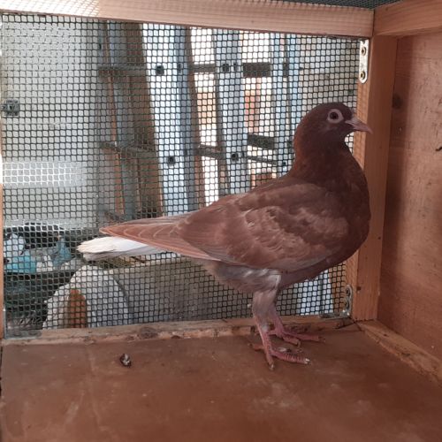 Jeunes pigeons rouges choco #6