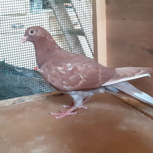 Jeunes pigeons rouges choco #8