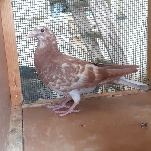 Jeunes pigeons rouges choco #9