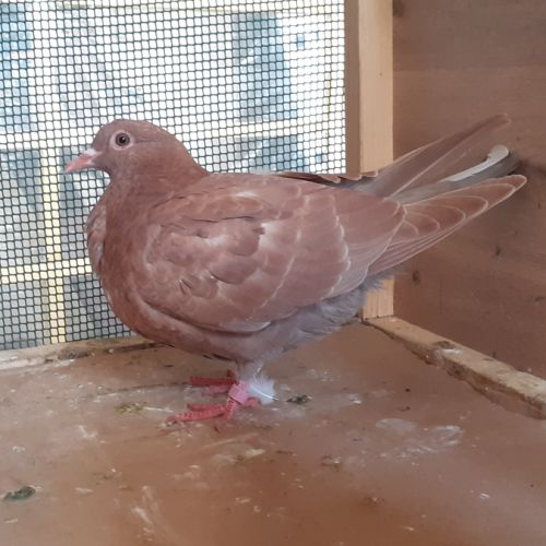 Jeunes pigeons rouges choco #10