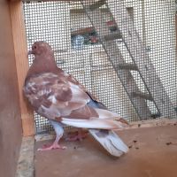 Jeunes pigeons rouges choco #0