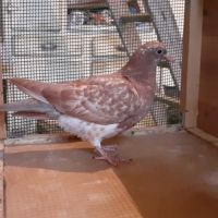 Jeunes pigeons rouges choco #2