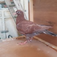 Jeunes pigeons rouges choco #3