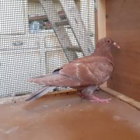 Jeunes pigeons rouges choco #4