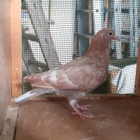 Jeunes pigeons rouges choco #5