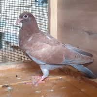 Jeunes pigeons rouges choco #7