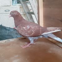 Jeunes pigeons rouges choco #8