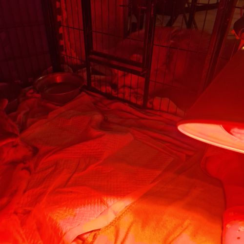 Vends chiots akita inu #1