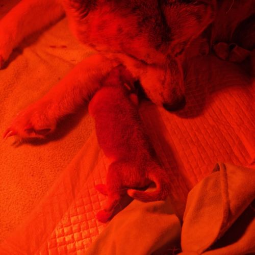 Vends chiots akita inu #2