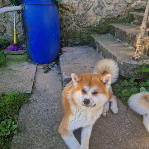 Vends chiots akita inu #4