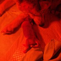 Vends chiots akita inu #2