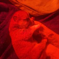 Vends chiots akita inu